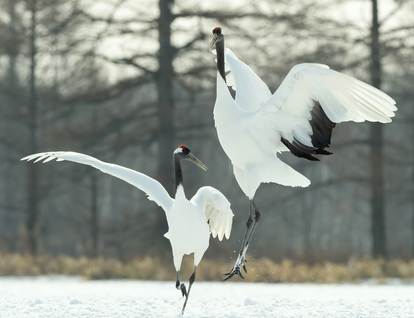 非法证据排除标准规则有哪些？